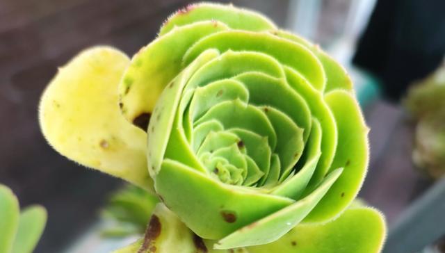 绿法师掉叶子怎么办?如何有效防止和处理? 绿法师掉叶子怎么办?如何有效防止和处理?