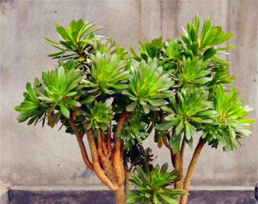 绿法师掉叶子怎么办?如何有效防止和处理? 绿法师掉叶子怎么办?如何有效防止和处理?