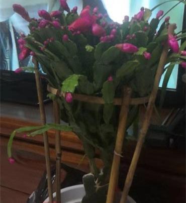 蟹爪兰分盆移栽的最佳时机是什么时候？步骤和注意事项有哪些？