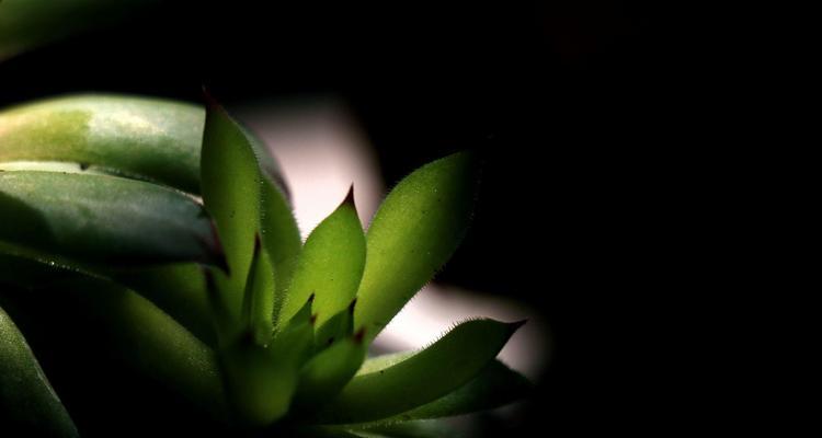 以观音莲开花的意义及寓意(观音莲的美丽绽放与心灵觉醒)