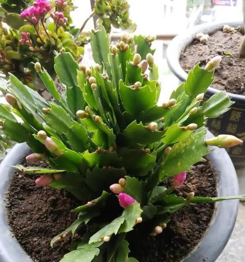 蟹爪兰分盆移栽的最佳时机是什么时候？步骤和注意事项有哪些？