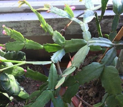 蟹爪兰分盆移栽的最佳时机是什么时候？步骤和注意事项有哪些？