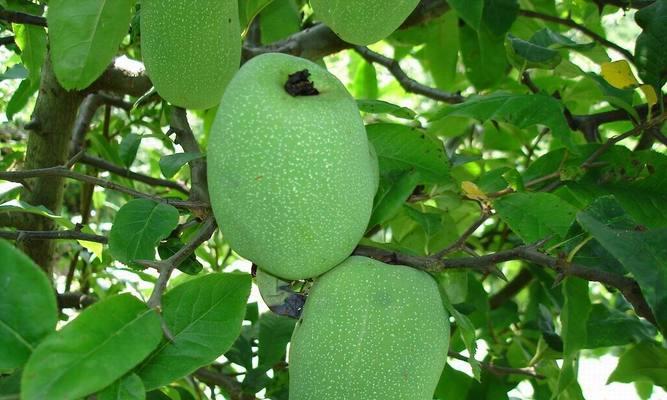 药用木瓜的香味有毒吗？食用安全吗？