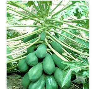 药用木瓜的香味有毒吗？食用安全吗？