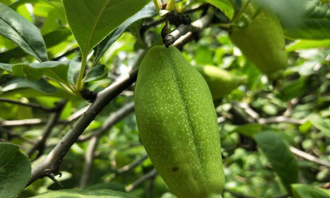 药用木瓜的香味有毒吗？食用安全吗？