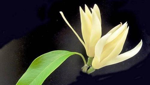 含笑花花语-幸福与快乐的化身（用笑容传递爱与希望）