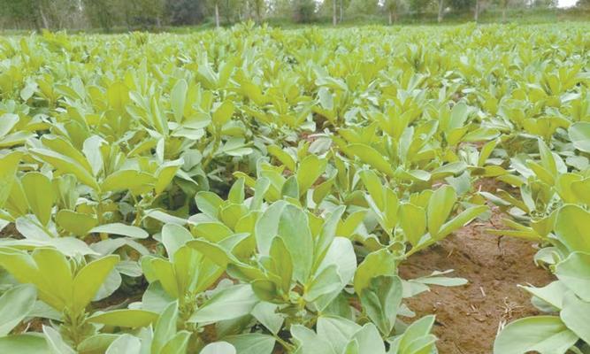 蚕豆属于粮食作物吗?它的营养价值和用途是什么?