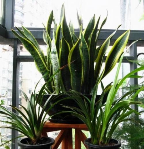 虎皮兰花语的寓意与象征（探寻虎皮兰的内涵与意义）