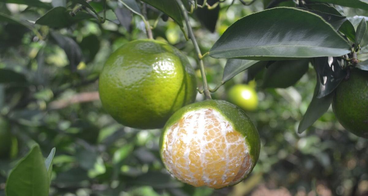 贡柑什么时候成熟？最佳采摘时间是什么时候？