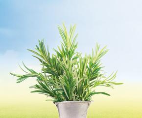 迷迭香喜阳还是喜阴？喜欢阳光晒吗？