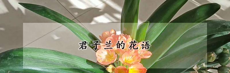 以君子兰的花语和寓意为主题（揭秘君子兰的花语与寓意）