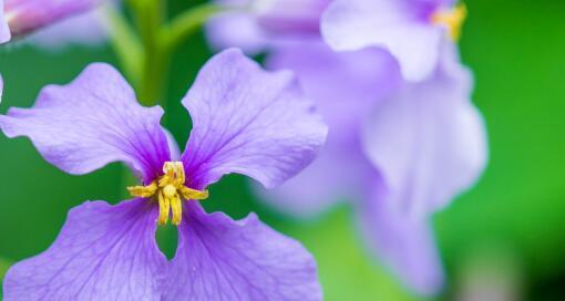 美丽绽放——探索以玫瑰花为主题的花语(一朵娇艳绽放的玫瑰)