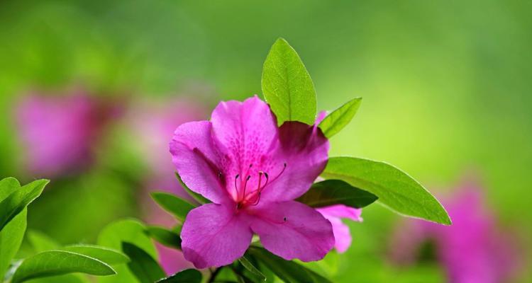 杜鹃花的花语与寓意（探秘杜鹃花的象征意义与文化内涵）