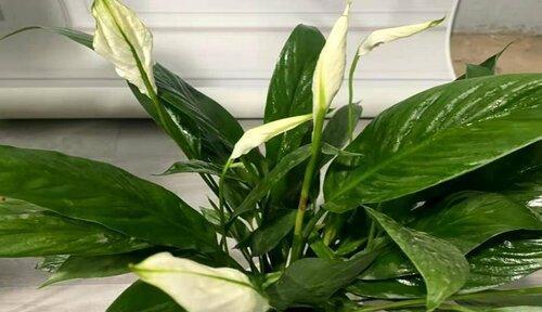 白鹤芋开花时间是什么时候？如何促进开花？