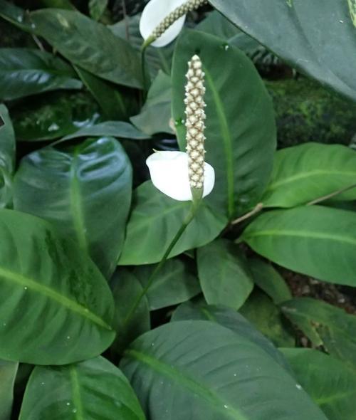 白鹤芋开花时间是什么时候?如何促进开花? 白鹤芋开花时间是什么时候?如何促进开花?