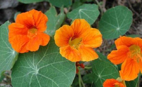 旱金莲配土方法是什么？种植土壤应该如何选择？