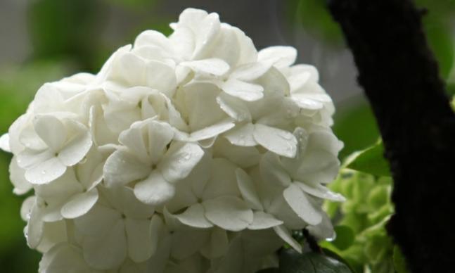 光明与黑暗并存的花（揭示生命的曙光与深渊）