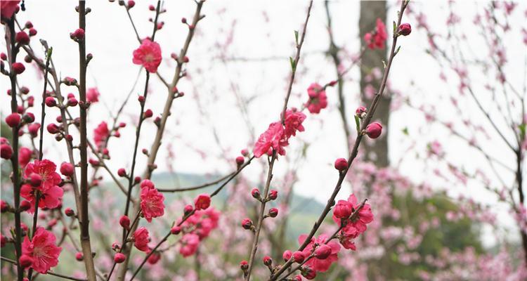 桃花的品质和精神是什么？如何体现桃花的精神内涵？