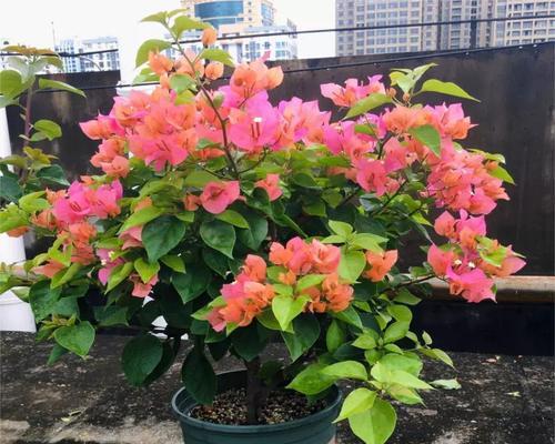 四季开花的木本植物花卉有哪些？如何选择适合的品种？