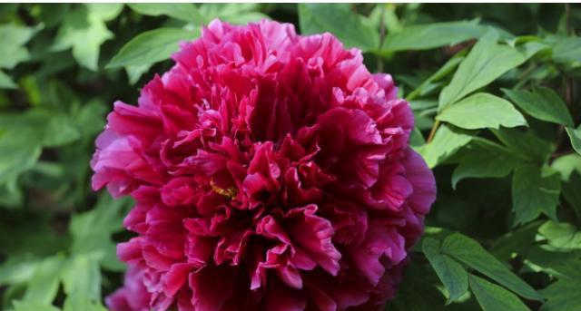 富贵花——传达财富与繁荣的花语（财富之花）