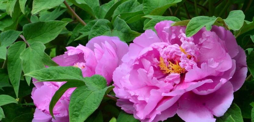 富贵花——传达财富与繁荣的花语（财富之花）