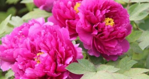 富贵花——传达财富与繁荣的花语（财富之花）