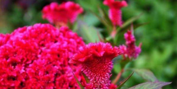 鸡冠花几月份开花?如何确保按时开花?