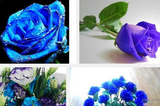 蓝色玫瑰的花语——守护和神秘（探索蓝色玫瑰的深意）