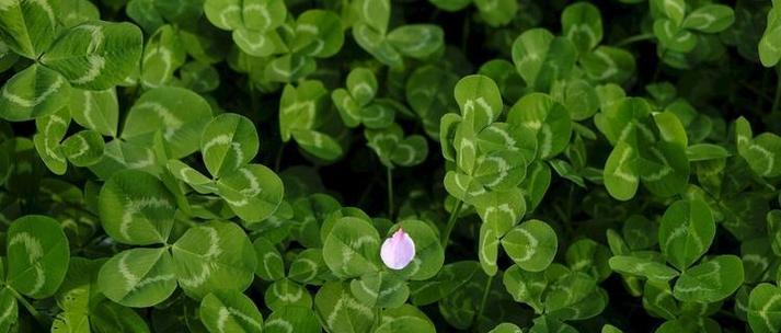 三叶草（探寻三叶草的神秘力量及其在文化中的重要地位）