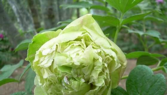 牡丹——花开富贵的象征（赏花与栽培）