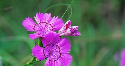 石竹花语之美——传递爱与坚韧的花朵(石竹花语的含义及其在不同文化中的象征)