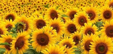 向阳花的花语及其象征意义(阳光与希望的化身——向阳花)