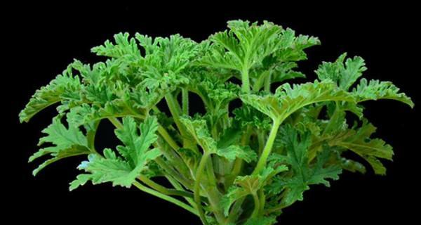 驱蚊草不开花的原因是什么？如何解决？