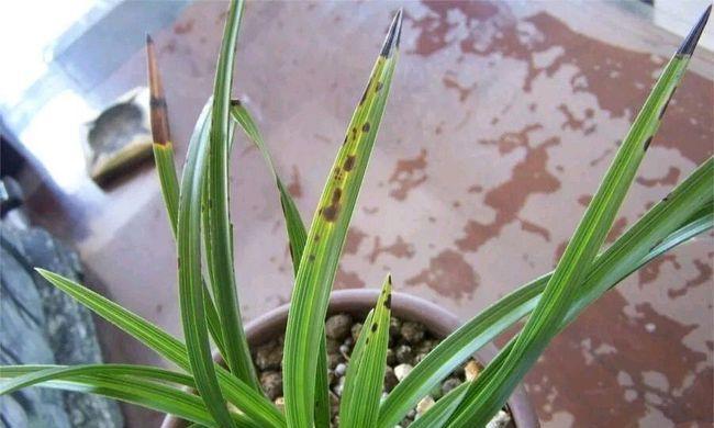 墨兰烂叶子怎么办?如何快速识别和处理?