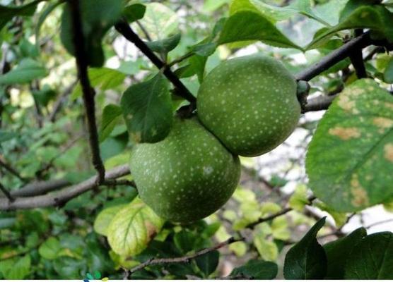 木瓜落果怎么办？如何有效预防和处理木瓜落果问题？