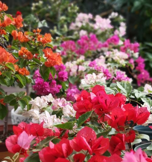 三角梅的特点和象征意义（探索三角梅的美丽与寓意）