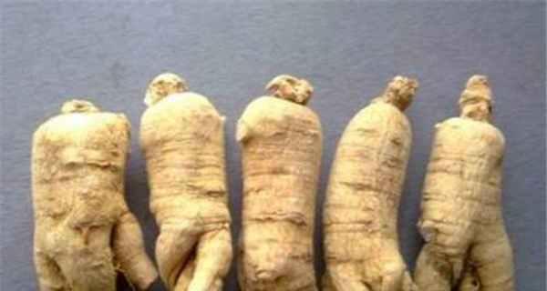 西洋参可以直接食用吗？有哪些食用方法和注意事项？