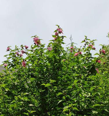 木槿花语与传说（探寻木槿花的神秘之美）