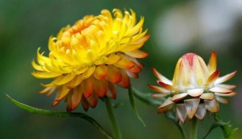 蜡菊是多年生植物吗？了解蜡菊的生长周期和特点