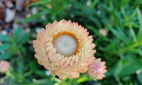 蜡菊是多年生植物吗？了解蜡菊的生长周期和特点