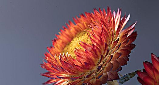 蜡菊是多年生植物吗？了解蜡菊的生长周期和特点