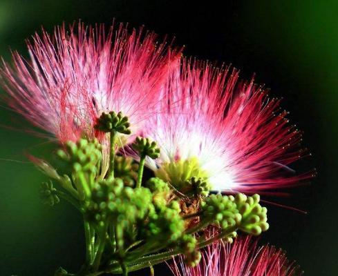 合欢花的花语(合欢花的花语及其深层含义)