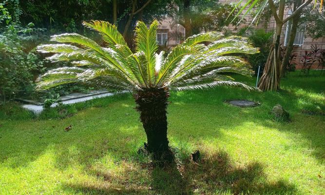 苏铁是什么植物？苏铁的特征和养护方法有哪些？