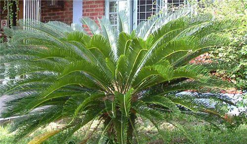 苏铁是什么植物？苏铁的特征和养护方法有哪些？