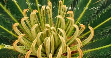 苏铁是什么植物？苏铁的特征和养护方法有哪些？