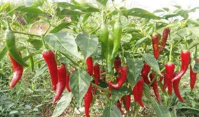 辣椒种植需要多少阳光？如何确保充足光照？