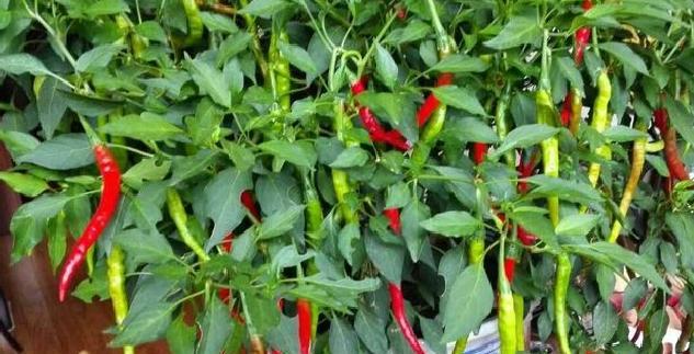 辣椒种植需要多少阳光？如何确保充足光照？