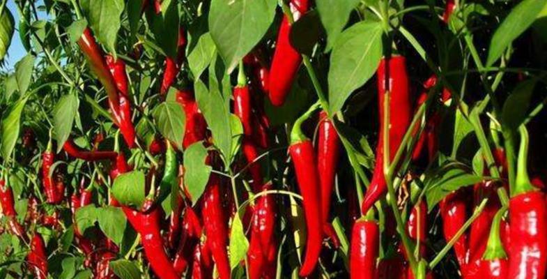 辣椒种植需要多少阳光？如何确保充足光照？