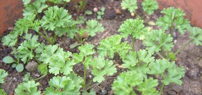 芹菜播种后多久发芽?出苗时间需要几天?