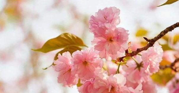 樱花的花语与美丽传说（樱花的寓意与人生哲学）